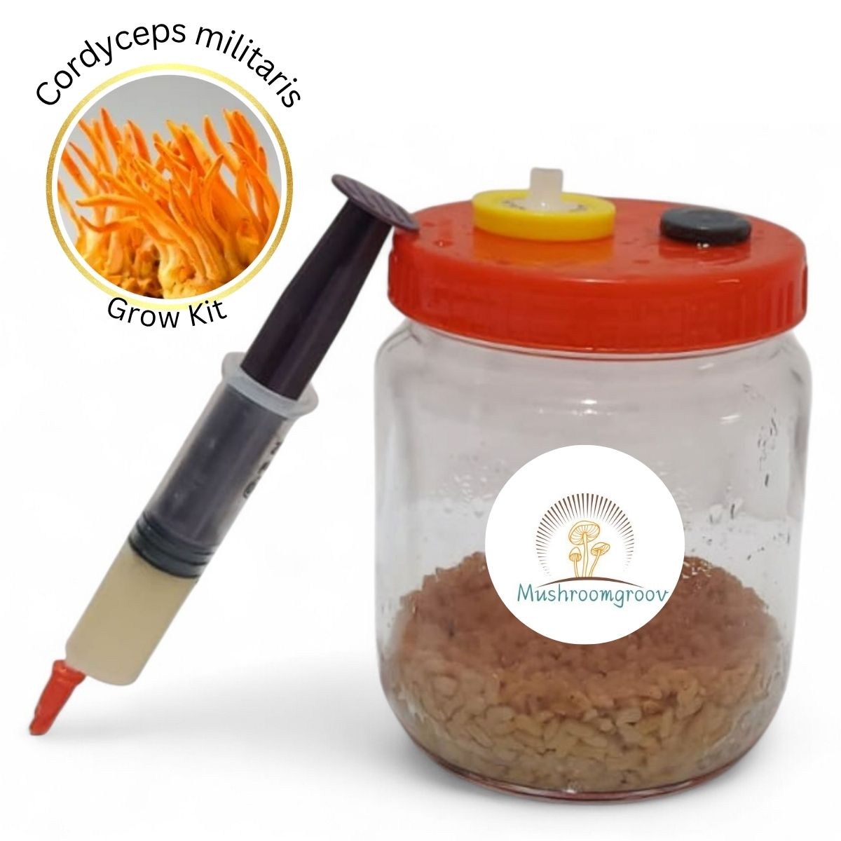 Cordyceps militaris Grow Kit-Energizing, Stamina-Enhancing