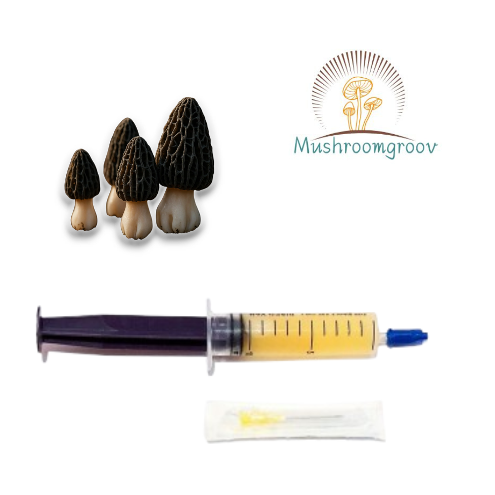 Premium Australian Black Morel 10 ml Liquid Culture Syringe