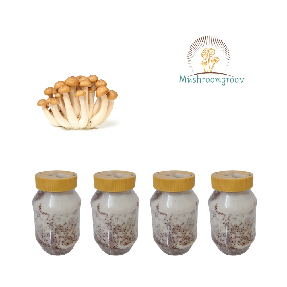 Beech Mushroom Grain Spawn (Hypsizygus tessulatus)