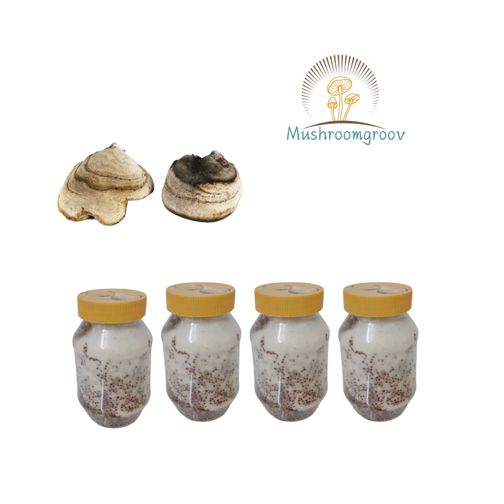 Chaga Mushroom Grain Spawn (Inonotus obliquus)
