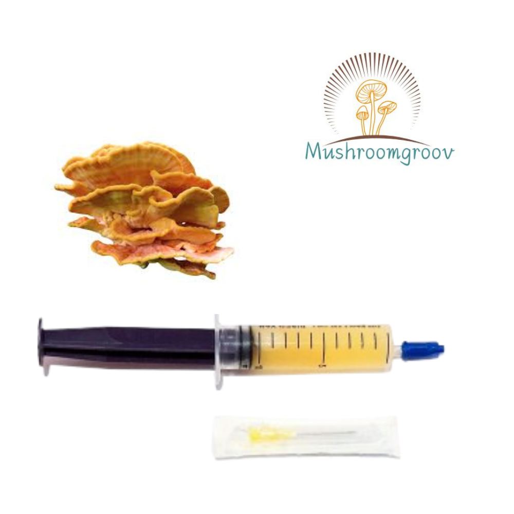 Chicken of the Woods 10ml Liquid Culture – Fast-Colonizing Strain