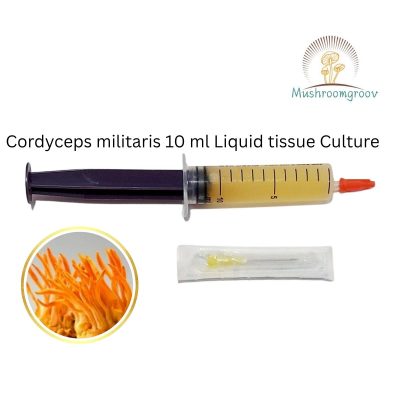 Cordyceps Militaris 10ml Liquid Culture – High-Yield Grow Syringe