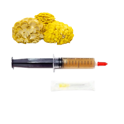 Premium Golden Oyster 10 ml Liquid Culture – Antioxidant-packed