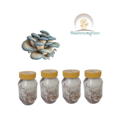 Premium King Blue Oyster Mushroom Grain Spawn