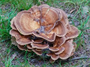 How to Grow Hen of the Woods (Maitake) Mushrooms at Home: The Complete Beginner’s Guide