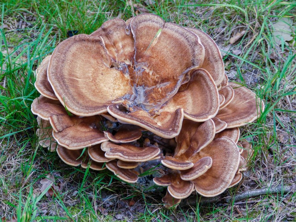 How to Grow Hen of the Woods (Maitake) Mushrooms at Home: The Complete Beginner’s Guide