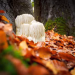 Lion’s Mane Mushroom: Nature’s Brain Booster Explained